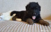 Pui ciobanesc german cu pedigree