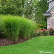 🌿 Iarbă Ornamentală (Stuf Chinezesc / Iarba Elefantului) – Plante Perene Mari 