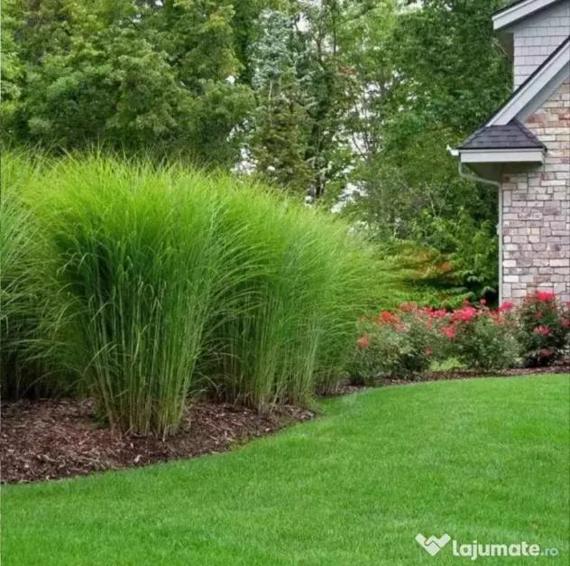 🌿 Iarbă Ornamentală (Stuf Chinezesc / Iarba Elefantului) – Plante Perene Mari