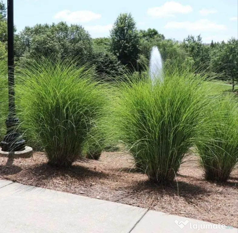 🌿 Iarbă Ornamentală (Stuf Chinezesc / Iarba Elefantului) – Plante Perene Mari
