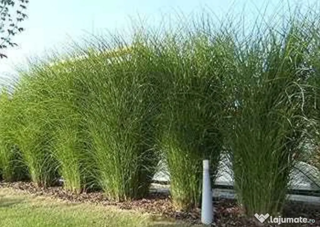🌿 Iarbă Ornamentală (Stuf Chinezesc / Iarba Elefantului) – Plante Perene Mari