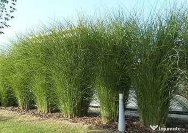 🌿 Iarbă Ornamentală (Stuf Chinezesc / Iarba Elefantului) – Plante Perene Mari