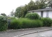 🌿 Iarbă Ornamentală (Stuf Chinezesc / Iarba Elefantului) – Plante Perene Mari 