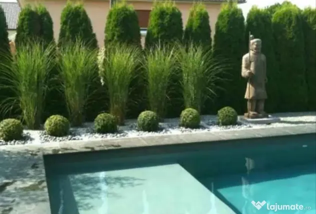 🌿 Iarbă Ornamentală (Stuf Chinezesc / Iarba Elefantului) – Plante Perene Mari