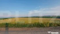 Teren arabil 9.000 mp în Moacșa – investiție într-o zo