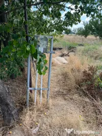 Vand teren 3800 de metri pătrați in Albești, Dolj 