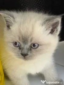 Pui Scottish Straight si British Shorthair