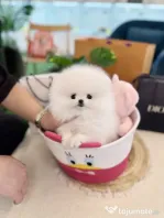 Pomeranian mini puppy de buzunar!0733890135