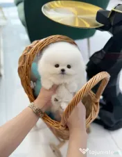 Pomeranian mini puppy de buzunar!0733890135 