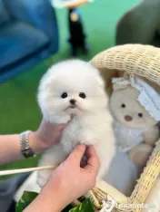 Pomeranian mini puppy de buzunar!0733890135 