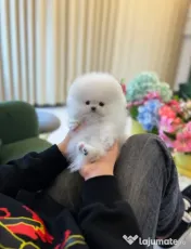 Pomeranian mini puppy de buzunar!0733890135 