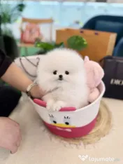 Pomeranian mini puppy de buzunar!0733890135 
