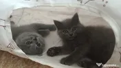 Pui british shorthair 