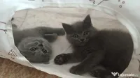 Pui british shorthair