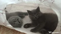 Pui british shorthair