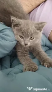 Pui british shorthair 