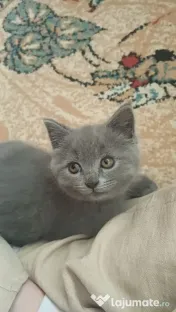 Pui british shorthair 