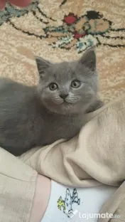 Pui british shorthair 