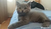 Pui british shorthair 