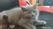 Pui british shorthair 