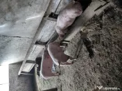 Porci de vanzare Landras 