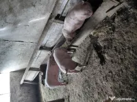 Porci de vanzare Landras