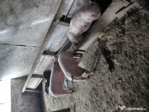 Porci de vanzare Landras