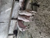 Porci de vanzare Landras 