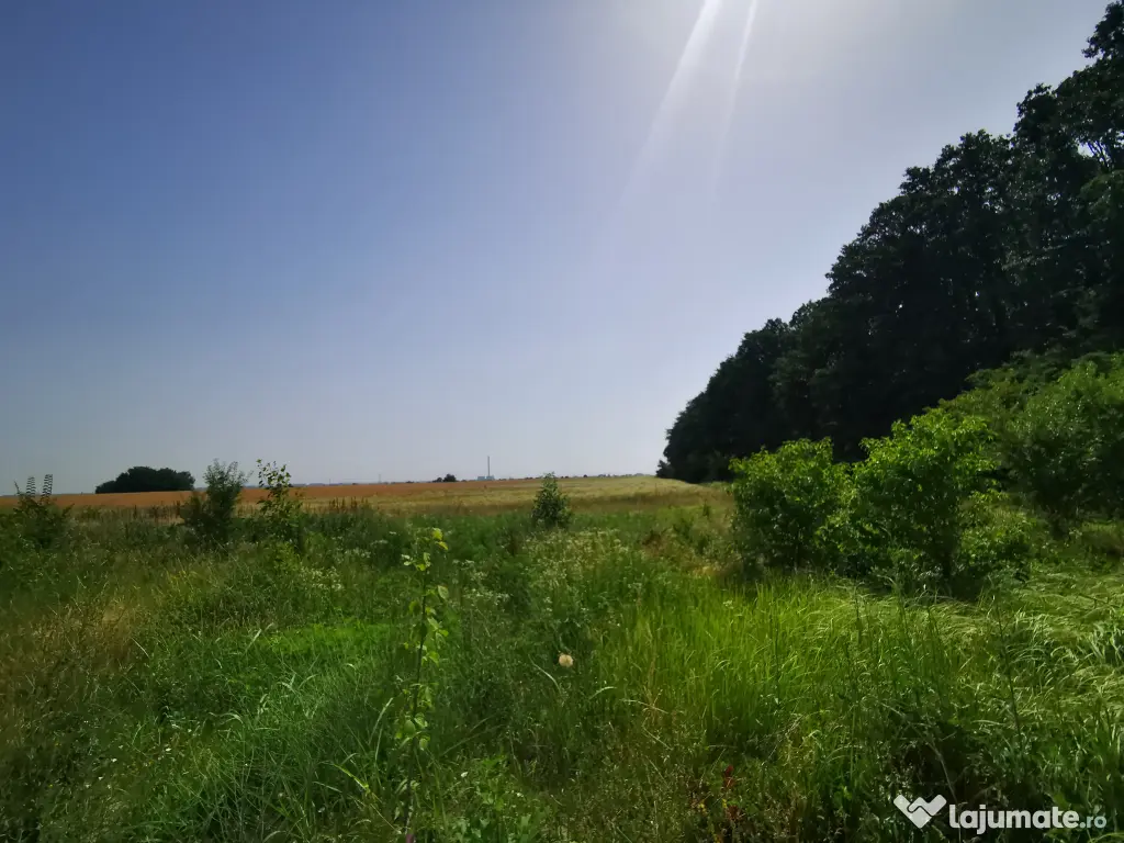 Teren, 8950 mp, langa padure, Intravilan, Magurele, Ilfov, strada Tangentei
