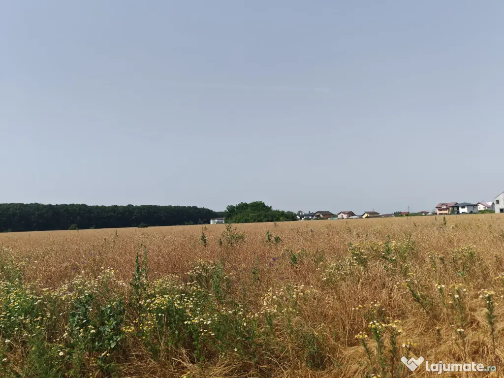 Teren, 8950 mp, langa padure, Intravilan, Magurele, Ilfov, strada Tangentei