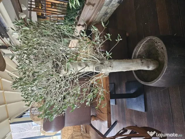 Maslini in ghiveci