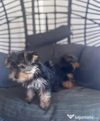 Yorkshire terrier 2 luni