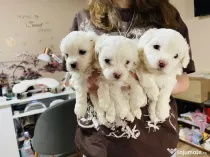 Cățeluși Bichon