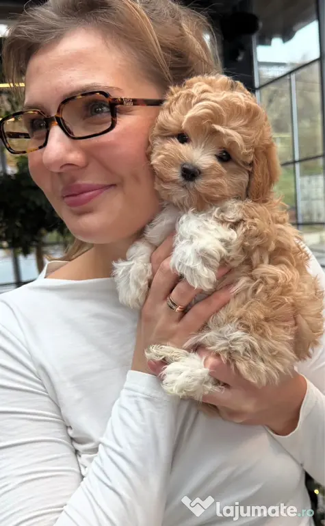 Maltipoo Teddy Bear Mini Toy