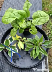 Plante hosta crin de toamna 