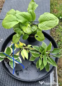 Plante hosta crin de toamna