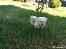 Bichon maltez mini toy!