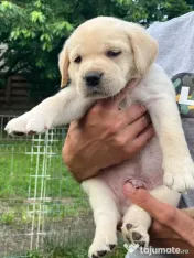 Pui Labrador Retriever de excepție – Pedigree de top 