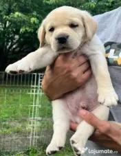 Pui Labrador Retriever de excepție – Pedigree de top 