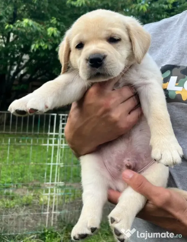 Pui Labrador Retriever de excepție – Pedigree de top