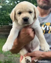 Pui Labrador Retriever de excepție – Pedigree de top 