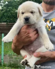 Pui Labrador Retriever de excepție – Pedigree de top 