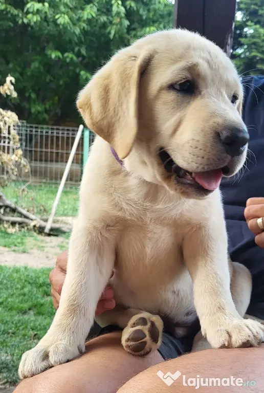 Pui Labrador Retriever de excepție – Pedigree de top