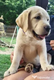 Pui Labrador Retriever de excepție – Pedigree de top 