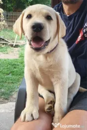 Pui Labrador Retriever de excepție – Pedigree de top 