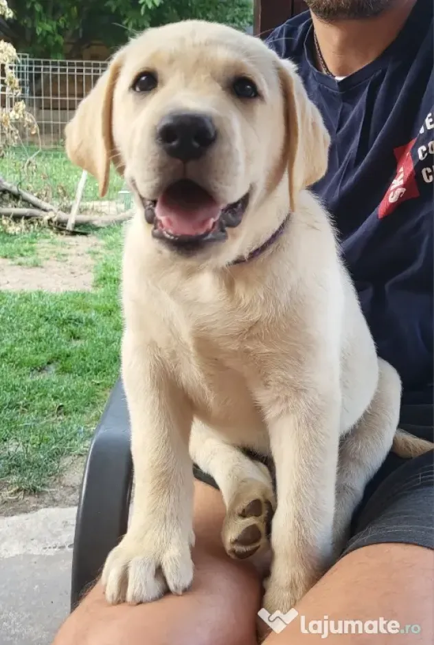 Pui Labrador Retriever de excepție – Pedigree de top