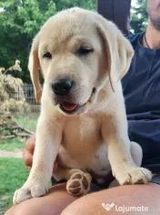 Pui Labrador Retriever de excepție – Pedigree de top 