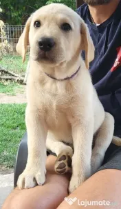 Pui Labrador Retriever de excepție – Pedigree de top 