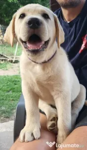 Pui Labrador Retriever de excepție – Pedigree de top 