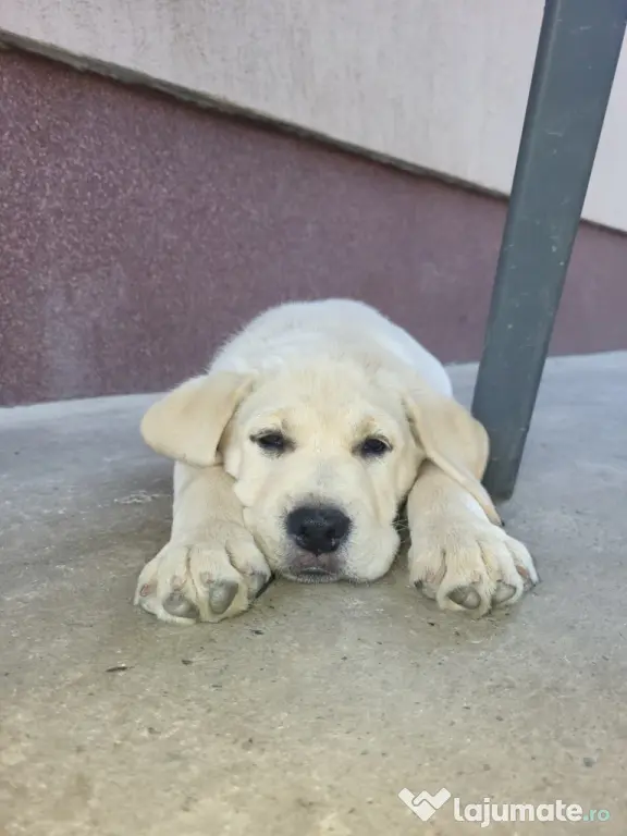 Pui Labrador Retriever de excepție – Pedigree de top